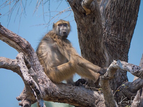 Baboons and Monkeys in Botswana - Travel To Eat