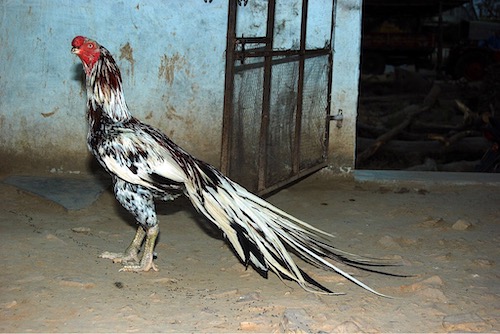 Long Tail Parrot Beak Asil Rooster. Wikipedia