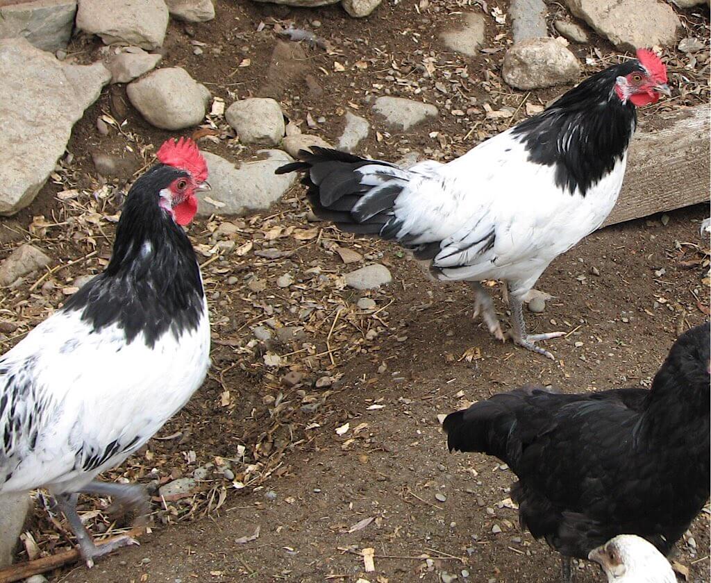 Two Lakenvelder Cockerels. Wikipedia