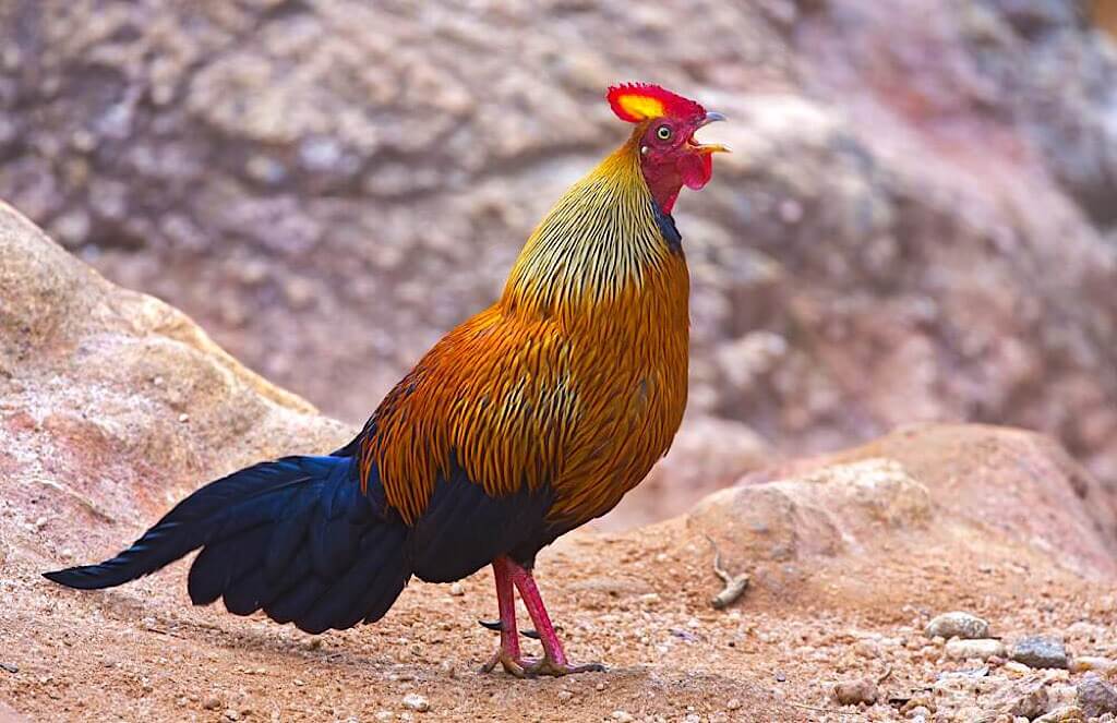 Male Sri Lankan/Ceylon Junglefowl (Gallus lafayettii). Photo Marco Valentini