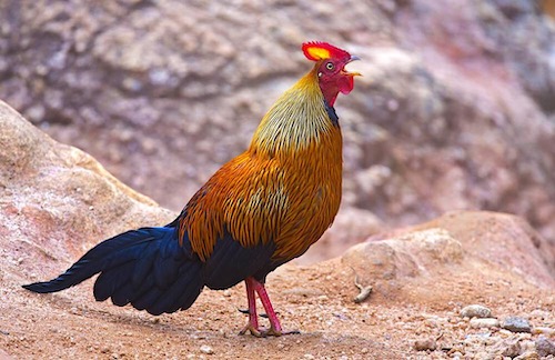 Male Sri Lankan/Ceylon Junglefowl (Gallus lafayettii). Photo Marco Valentini