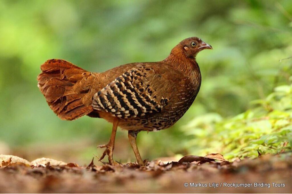 Female Sri Lankan/Ceylon Junglefowl (Gallus lafayettii). Photo Marcus Lilje