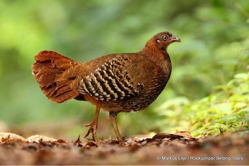 Female Sri Lankan/Ceylon Junglefowl (Gallus lafayettii). Photo Marcus Lilje