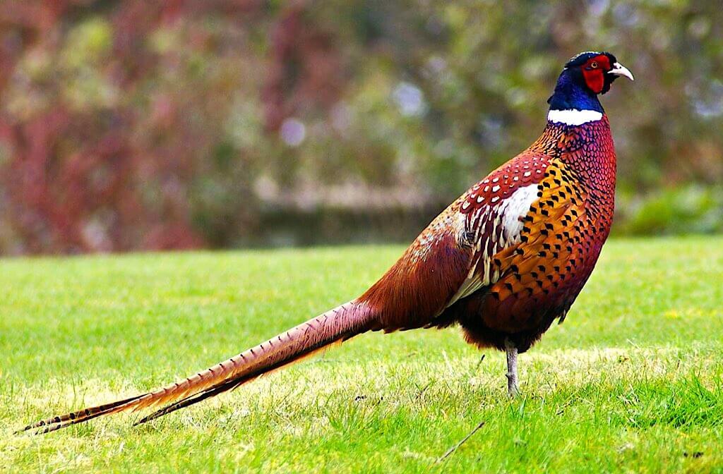Common Pheasant (Phasianus colchicus)