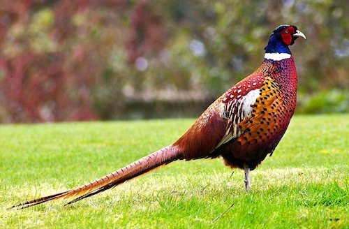 Common Pheasant (Phasianus colchicus)