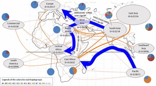 Evolutionary Scenario of African Chickens (Sayad Osman et al. 2016): Blue thick arrows indicate the main migration routes of chickens, The orange lines indicate the gene flows within African populations or between African and other regional populations