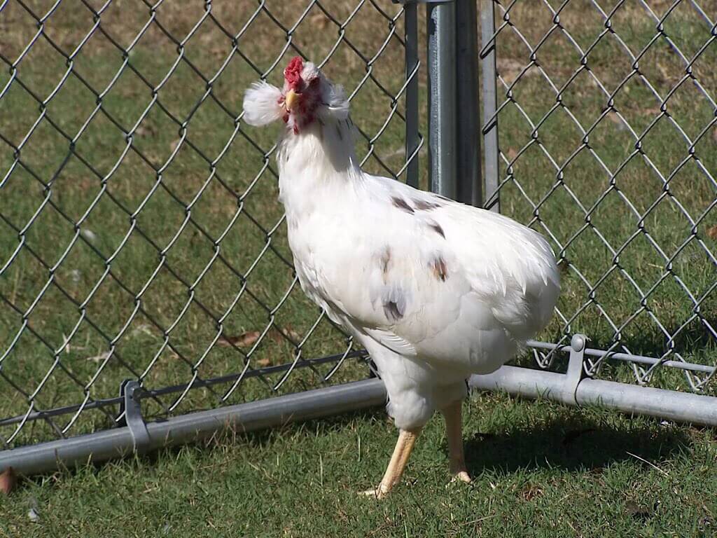 Araucana Chicken
