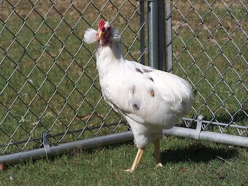 Araucana Chicken