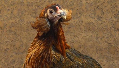 Araucana Chicken