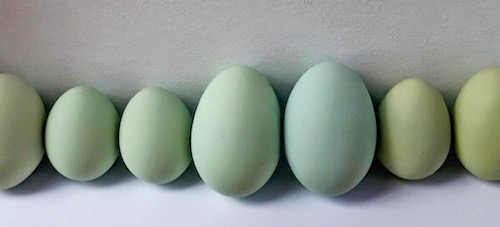 Blue Eggs from the Araucana Chicken