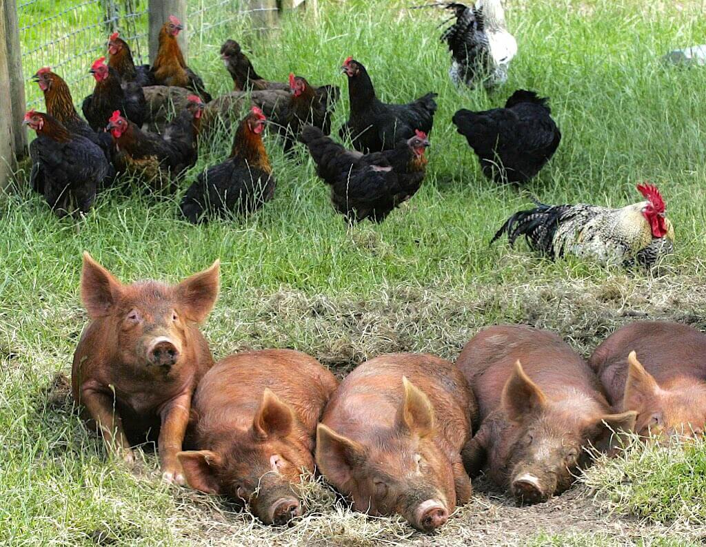 Pigs and Chickens