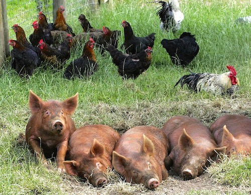 Pigs and Chickens