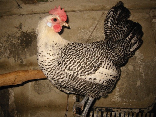 Silver Campine Rooster. Wikipedia