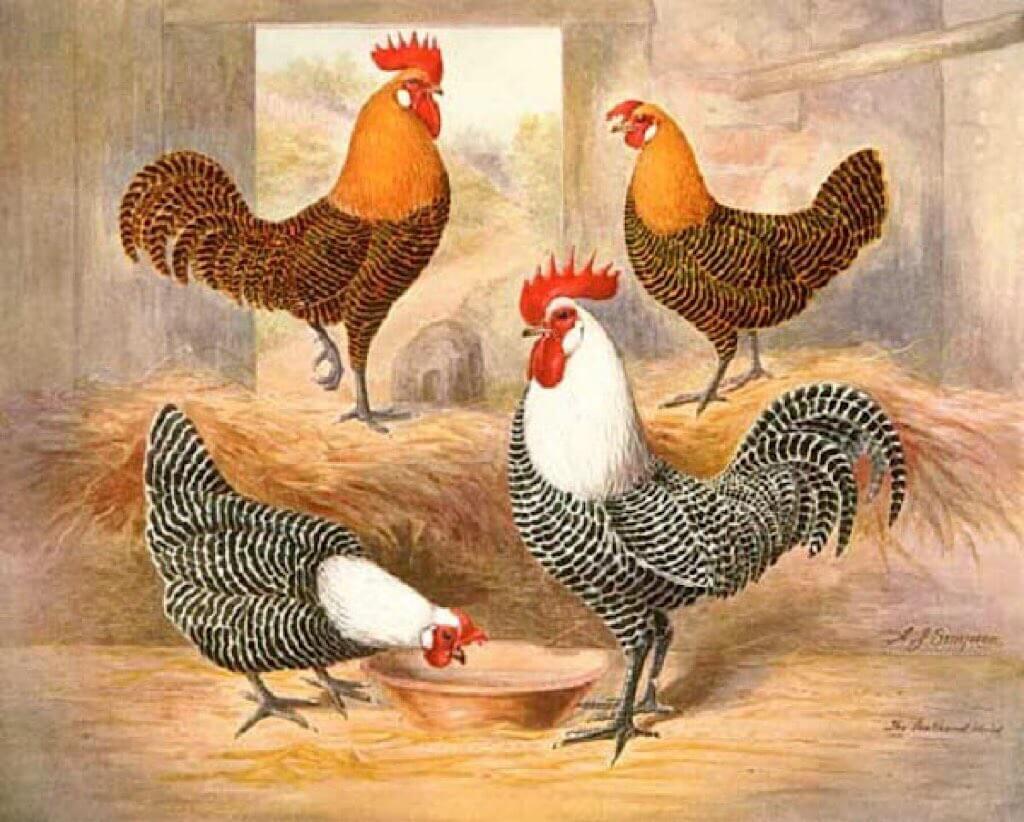 Campine Chicken. Wikipedia