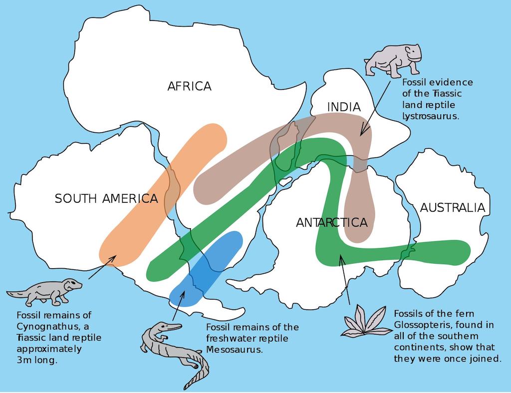 The distribution of fossils across the continents is one line of evidence pointing to the existence of Pangaea
