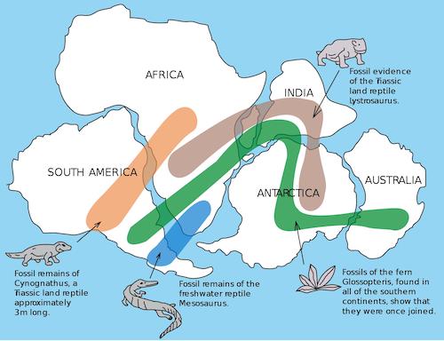 The distribution of fossils across the continents is one line of evidence pointing to the existence of Pangaea