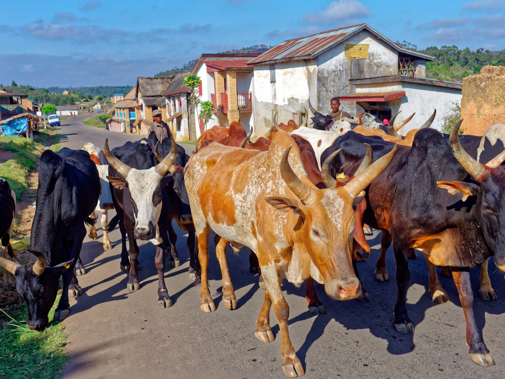 Zebu in Madagascar