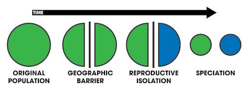 A population becomes separated by a geographic barrier; reproductive isolation develops, resulting in two separate species