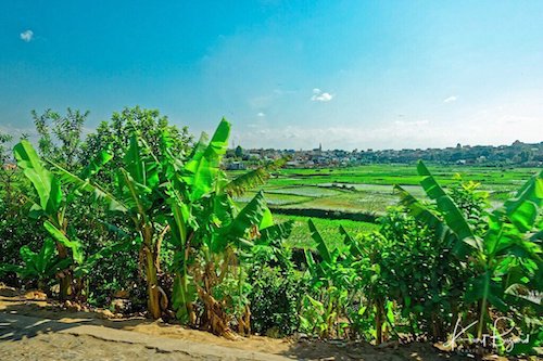 Beautiful Rice Fields of Tana