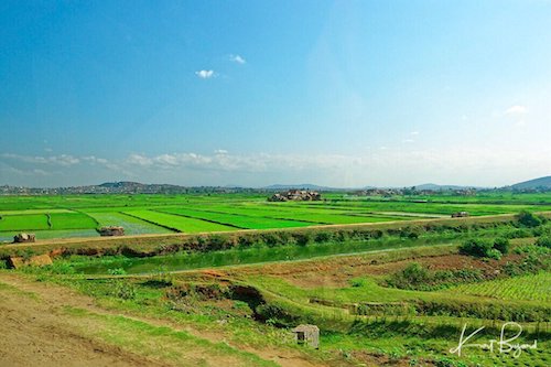 Beautiful Rice Fields of Tana