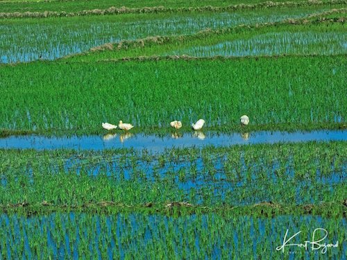 Ducks in the Beautiful Rice Fields of Tana