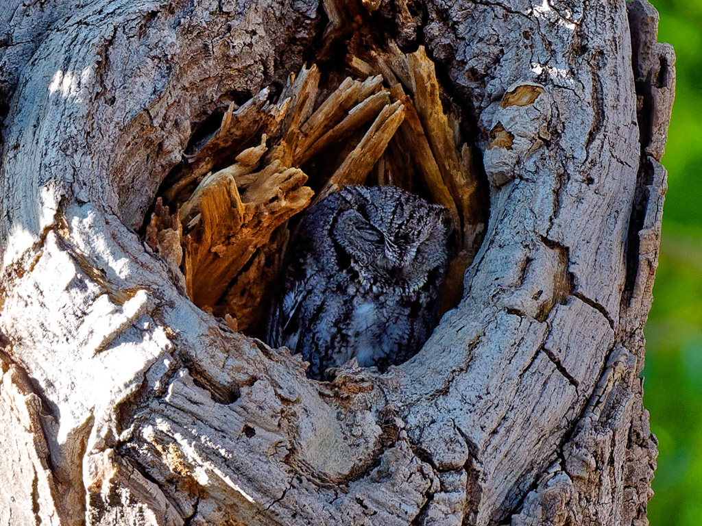 Whiskered Screech Owl (Megascops trichopsis) 