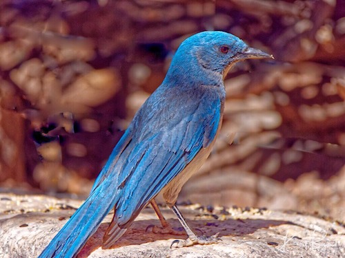 Pinyon Jay (Gymnorhinus cyanocephalus)