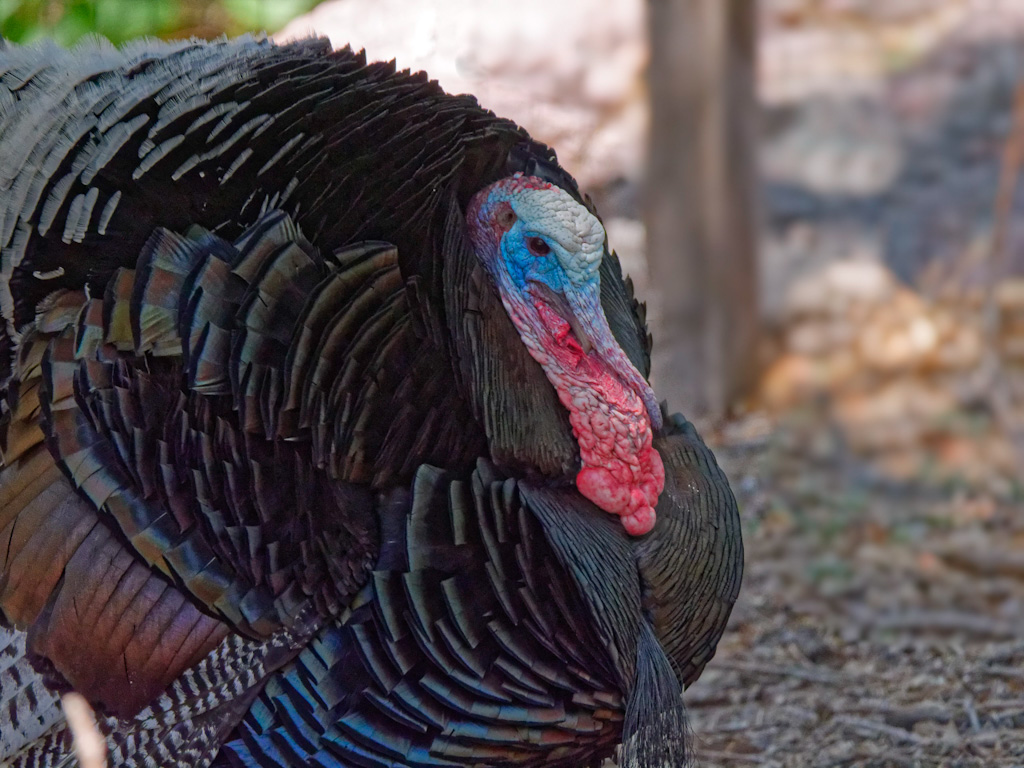 Gould’s Wild Turkey (Meleagris gallopavo mexicana)