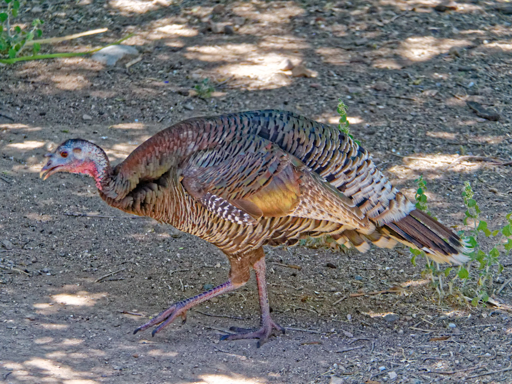 Female Gould’s Wild Turkey (Meleagris gallopavo mexicana)