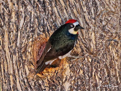 Acorn Woodpecker (Melanerpes formicivorus)