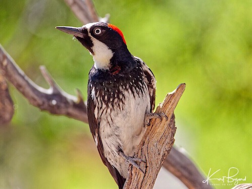 Acorn Woodpecker (Melanerpes formicivorus)