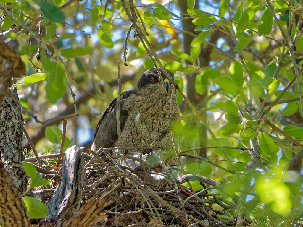 Northern Goshawk (Accipiter gentilis)