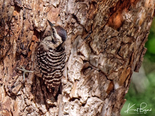 Female Ladder-Backed Woodpecker (Dryobates scalaris)