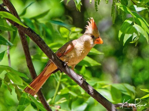 Female Northern Cardinal (Cardinalis cardinalis)