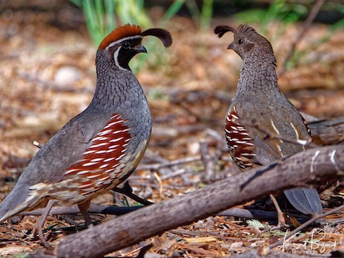 Male (left) and Female (right) Gambel’s Quail (Callipepla gambelii)