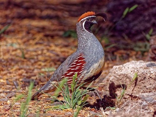 Gambel’s Quail (Callipepla gambelii)