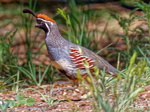 Gambel’s Quail (Callipepla gambelii)