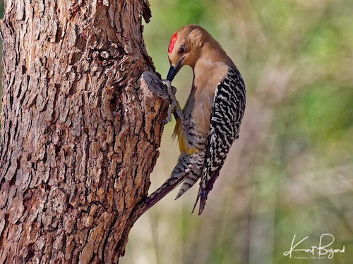 Gila Woodpecker (Melanerpes uropygialis)