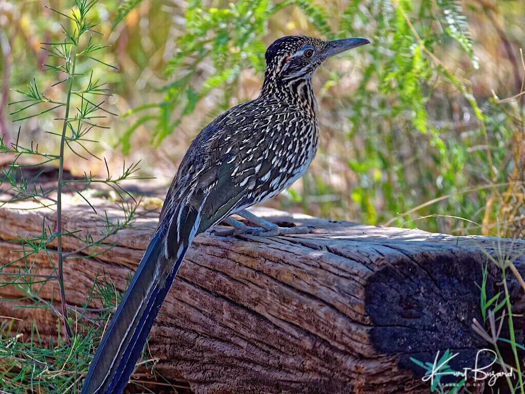 Greater Roadrunner (Geococcyx californianus)