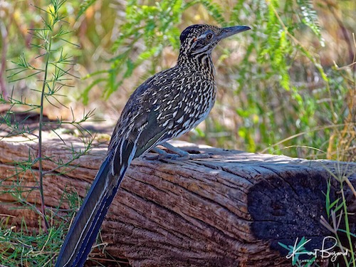 Greater Roadrunner (Geococcyx californianus)