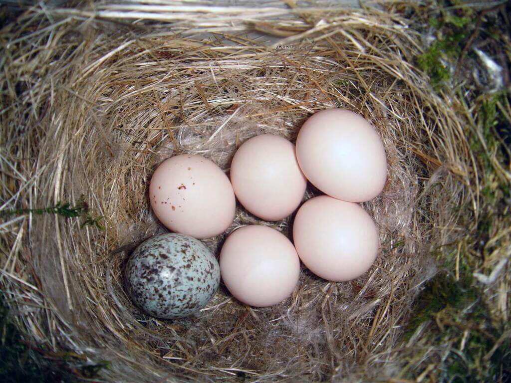 Eastern phoebe nest with one brown-headed cowbird egg (at bottom left). Wikipedia