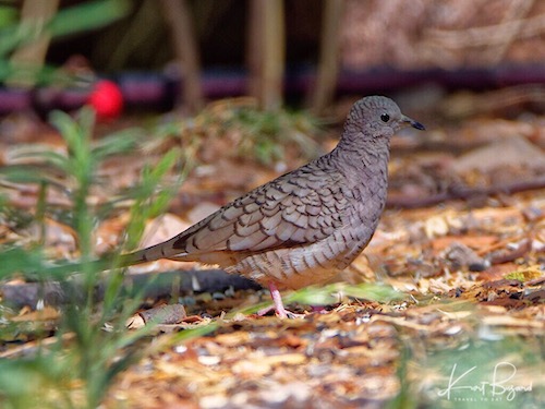 Inca Dove or Mexican Dove (Columbina inca)