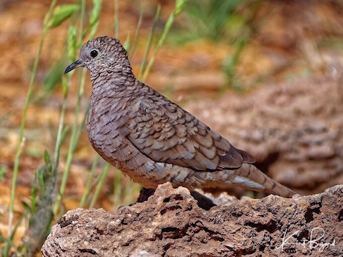 Inca Dove or Mexican Dove (Columbina inca)