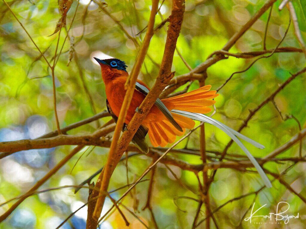 haingana mampiaraka afovoany Madagaskar