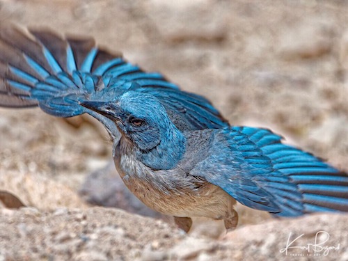 Mexican Jay (Aphelocoma wollweberi)