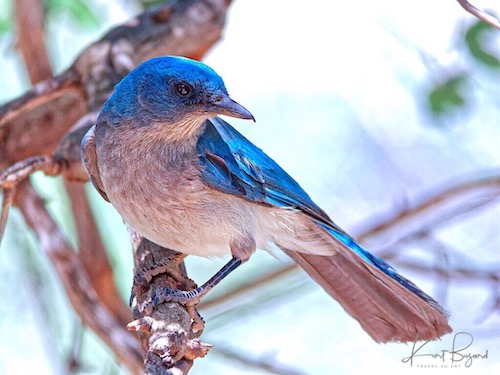 Pinyon Jay (Gymnorhinus cyanocephalus)