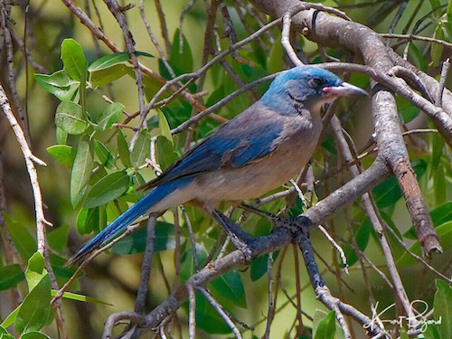 Mexican Jay (Aphelocoma wollweberi)