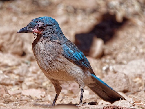 Mexican Jay (Aphelocoma wollweberi)