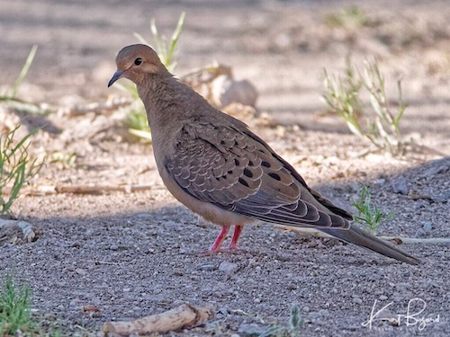 Mourning Dove (Zenaida macroura)