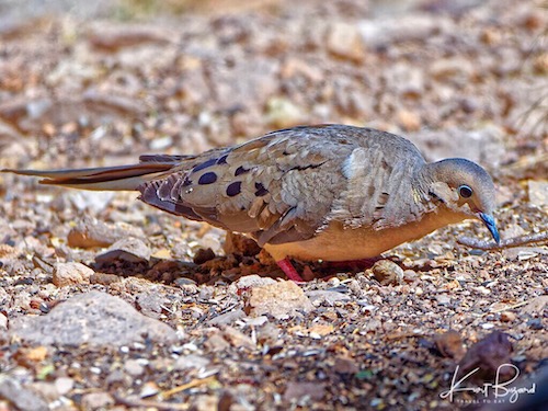 Mourning Dove (Zenaida macroura)